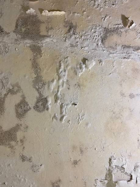Best Kitchen Mold Remediation in Springdale, OH